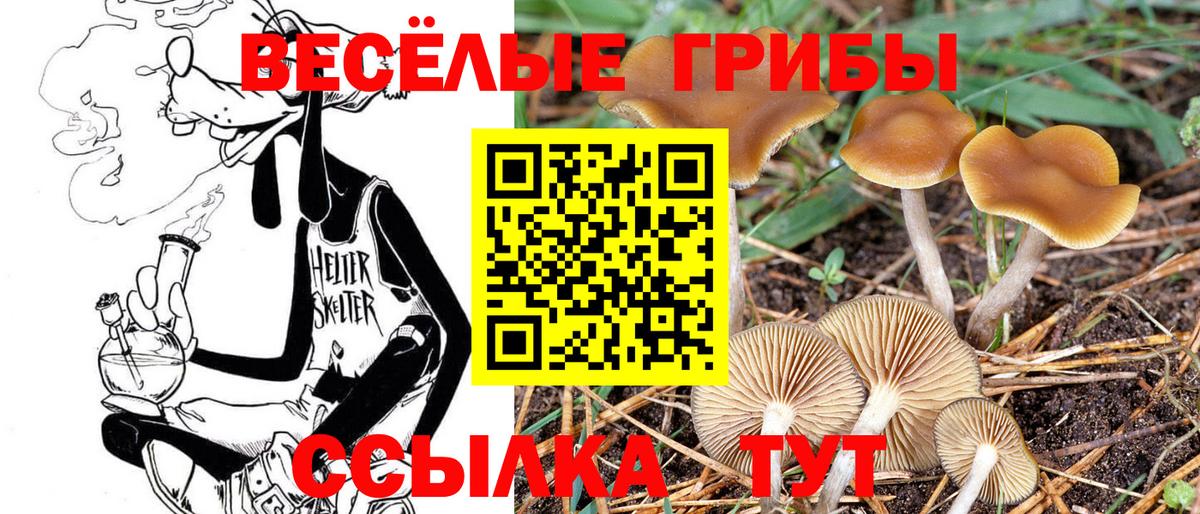 Галлюциногенные грибы Psilocybine cubensis  Вход с VPN  Черняховск 